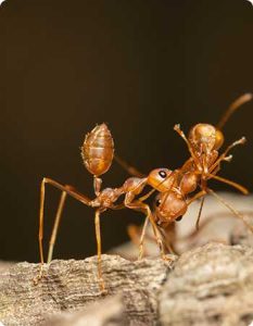 ant control services in chennai