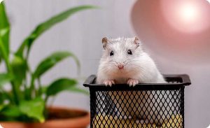 rat control services in chennai, mouse control services in chennai