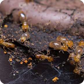 termite control services in chennai