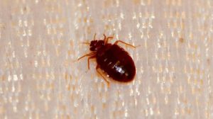 bed bug control services in chennai