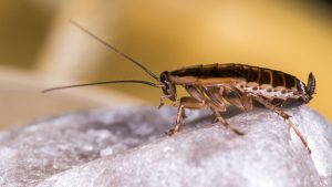 cockroach control services in chennai