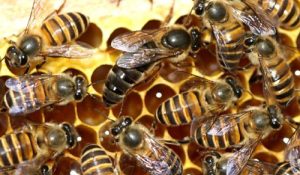 honey bee control services in chennai