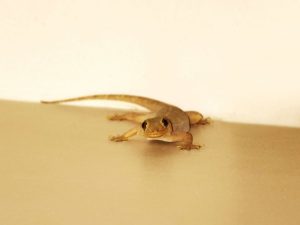 lizard control services in chennai