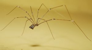 spider control services in chennai